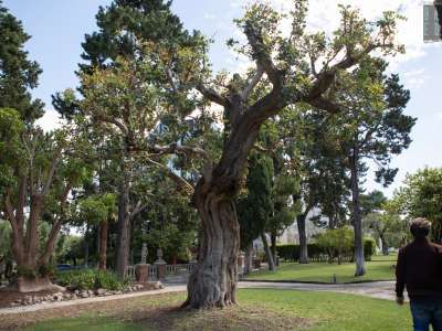 Nelle aiuole circolari ci sono piante e alberi di ogni tipo...